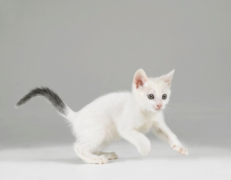 White Kitten with Black Tail