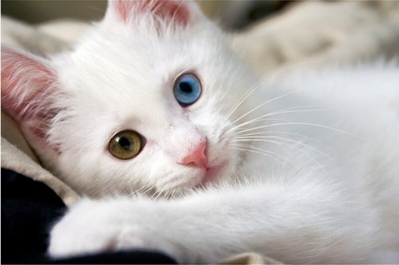 white kitten with blue and green eyes