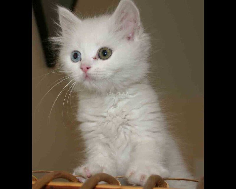 white kitten with blue and green eyes