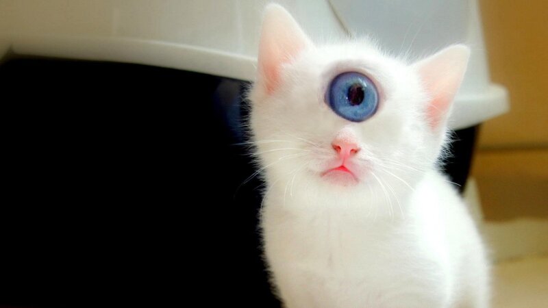 White Kitten with Blue Eye — Curious