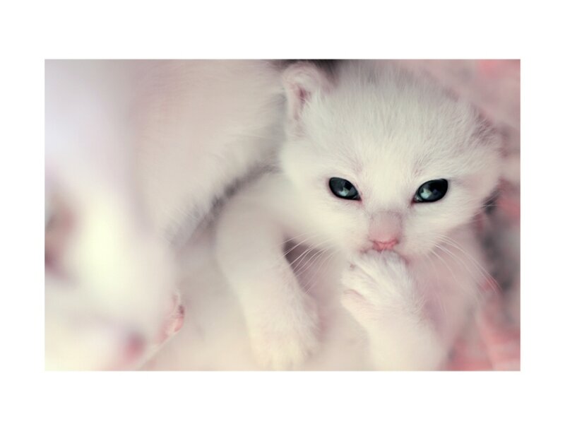white kitten with blue eyes