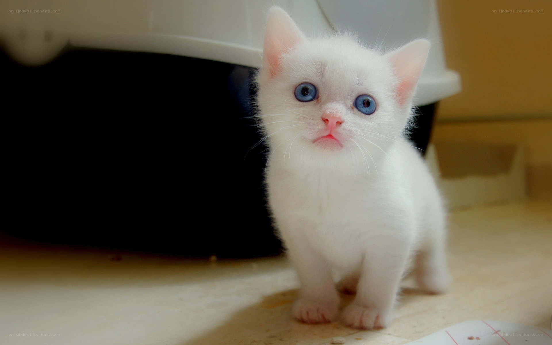 white kitten with blue eyes