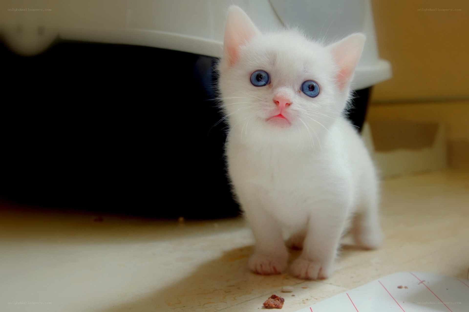 white kitten with blue eyes