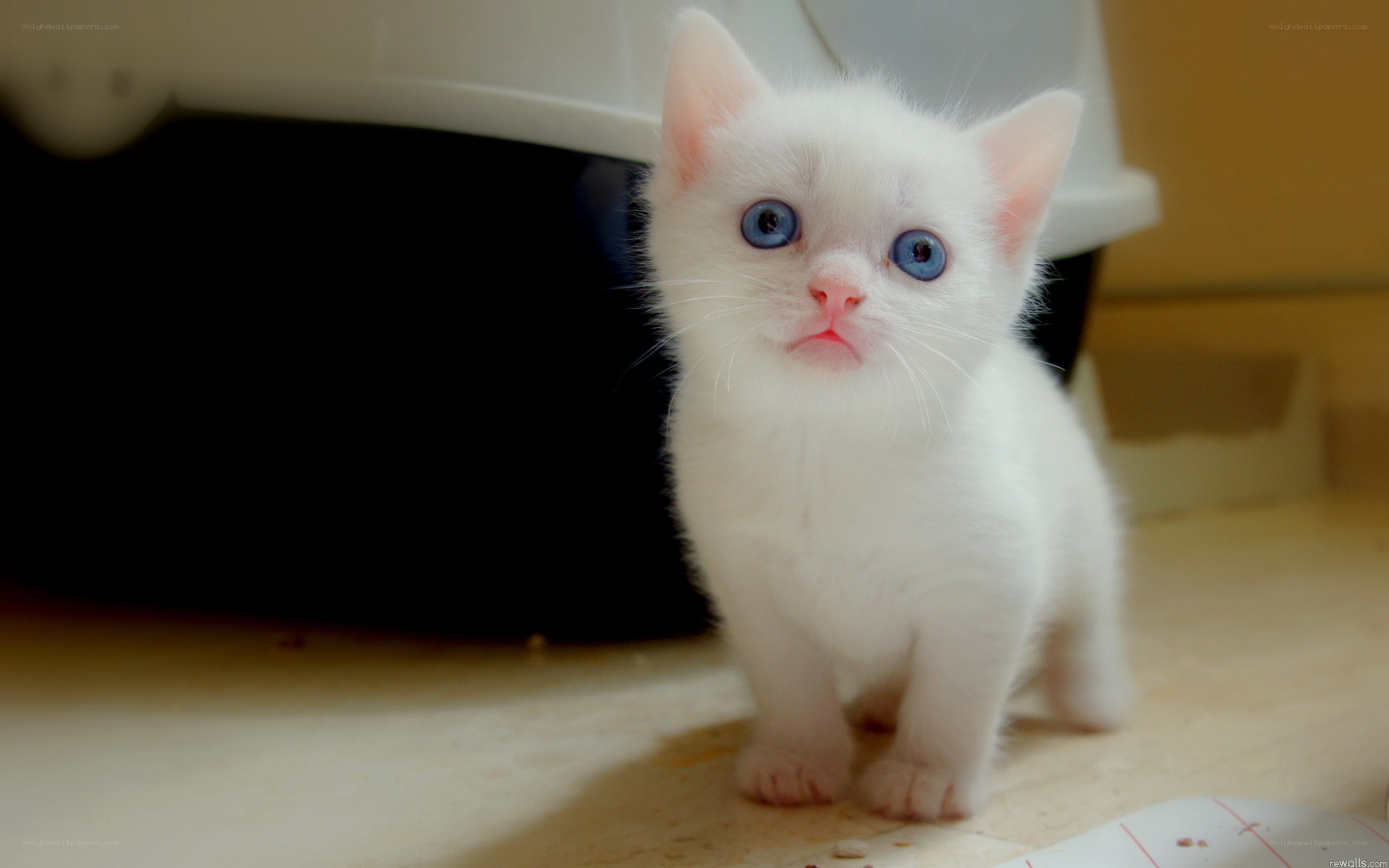 white kitten with blue eyes