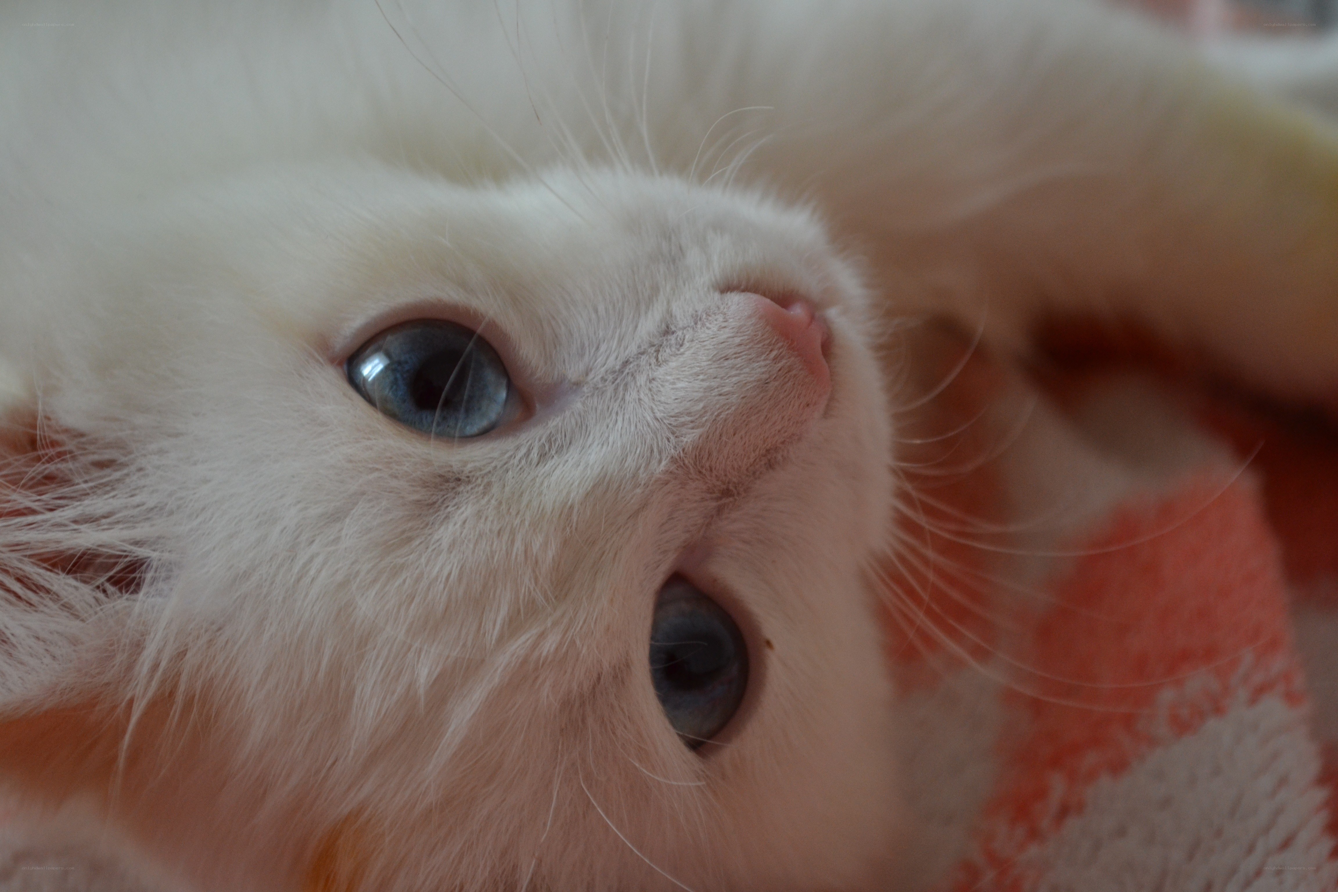 white kitten with blue eyes
