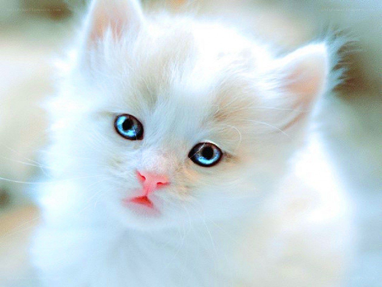 white kitten with blue eyes