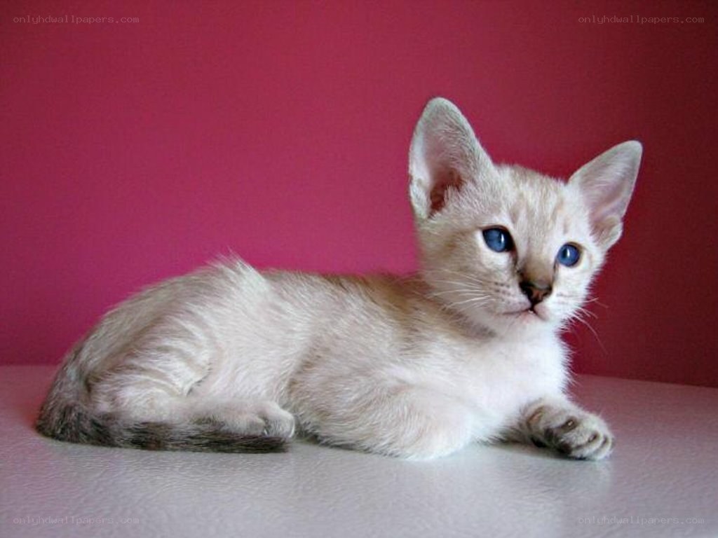 white kitten with blue eyes