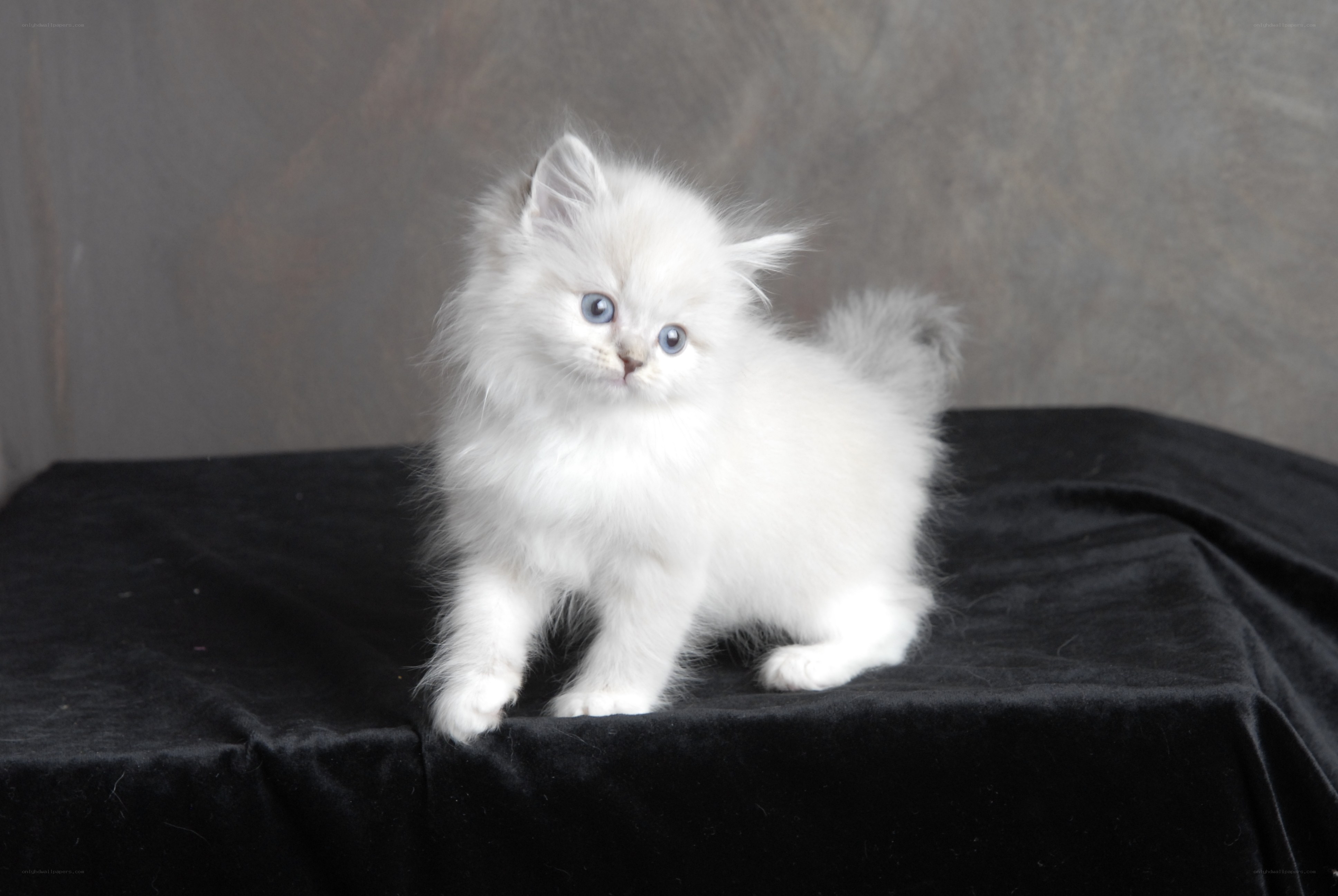 white kitten with blue eyes