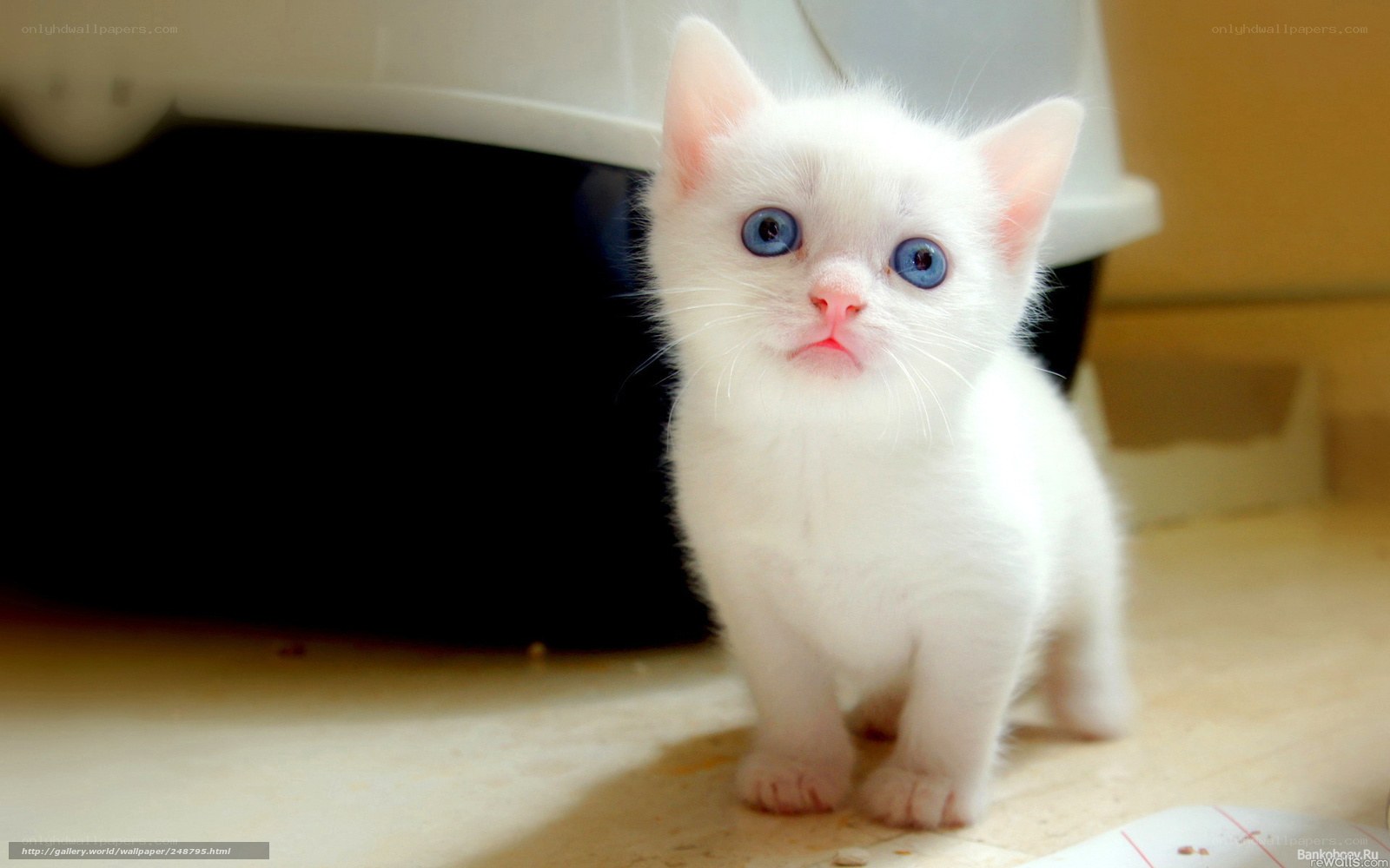white kitten with blue eyes