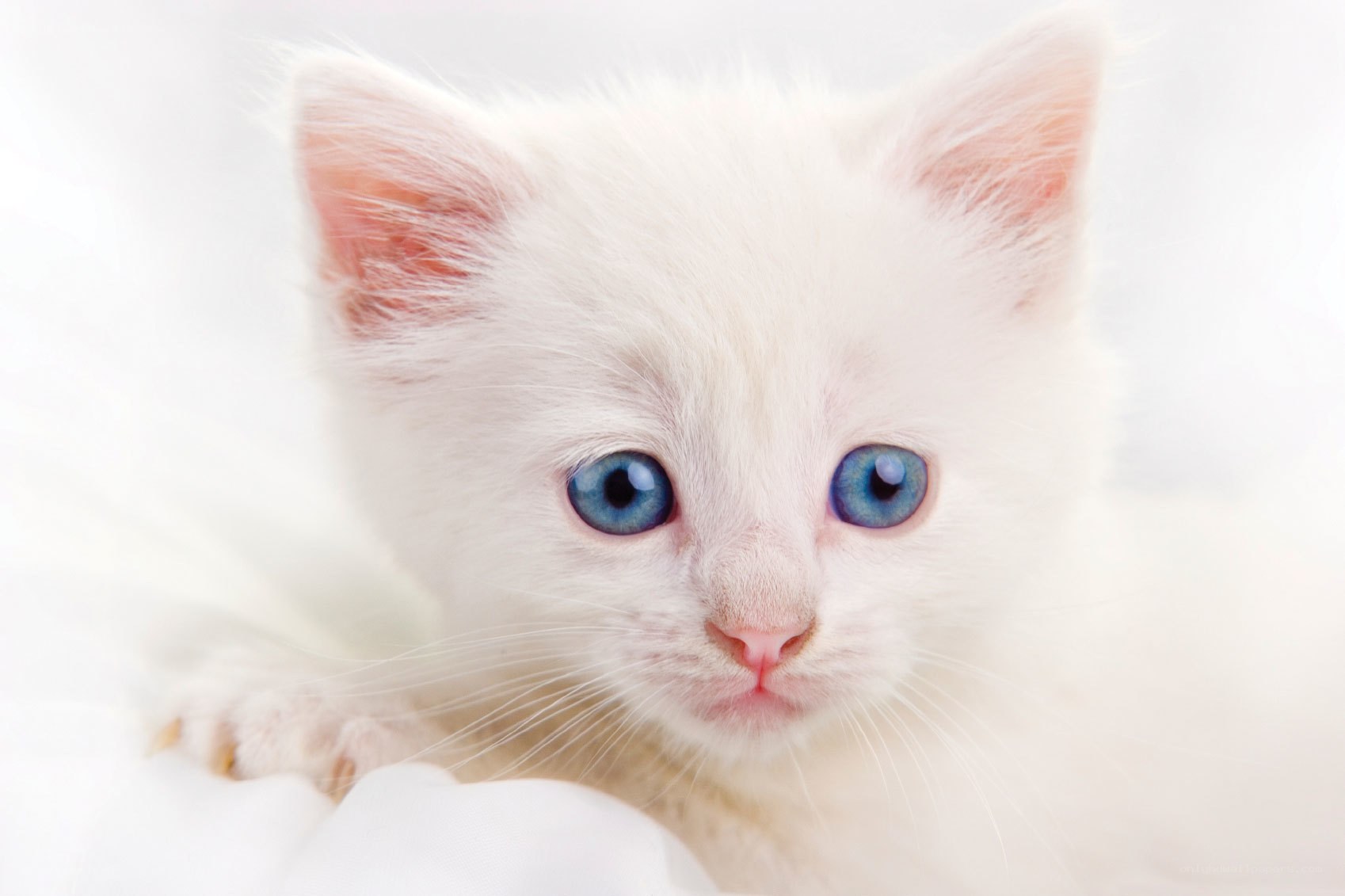 white kitten with blue eyes