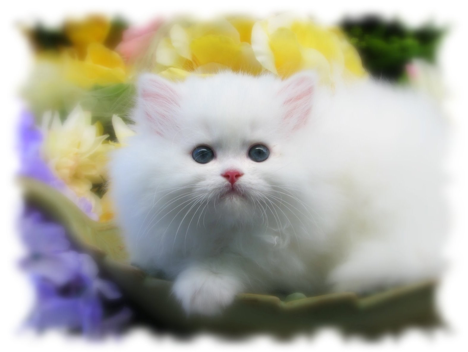 white kitten with blue eyes