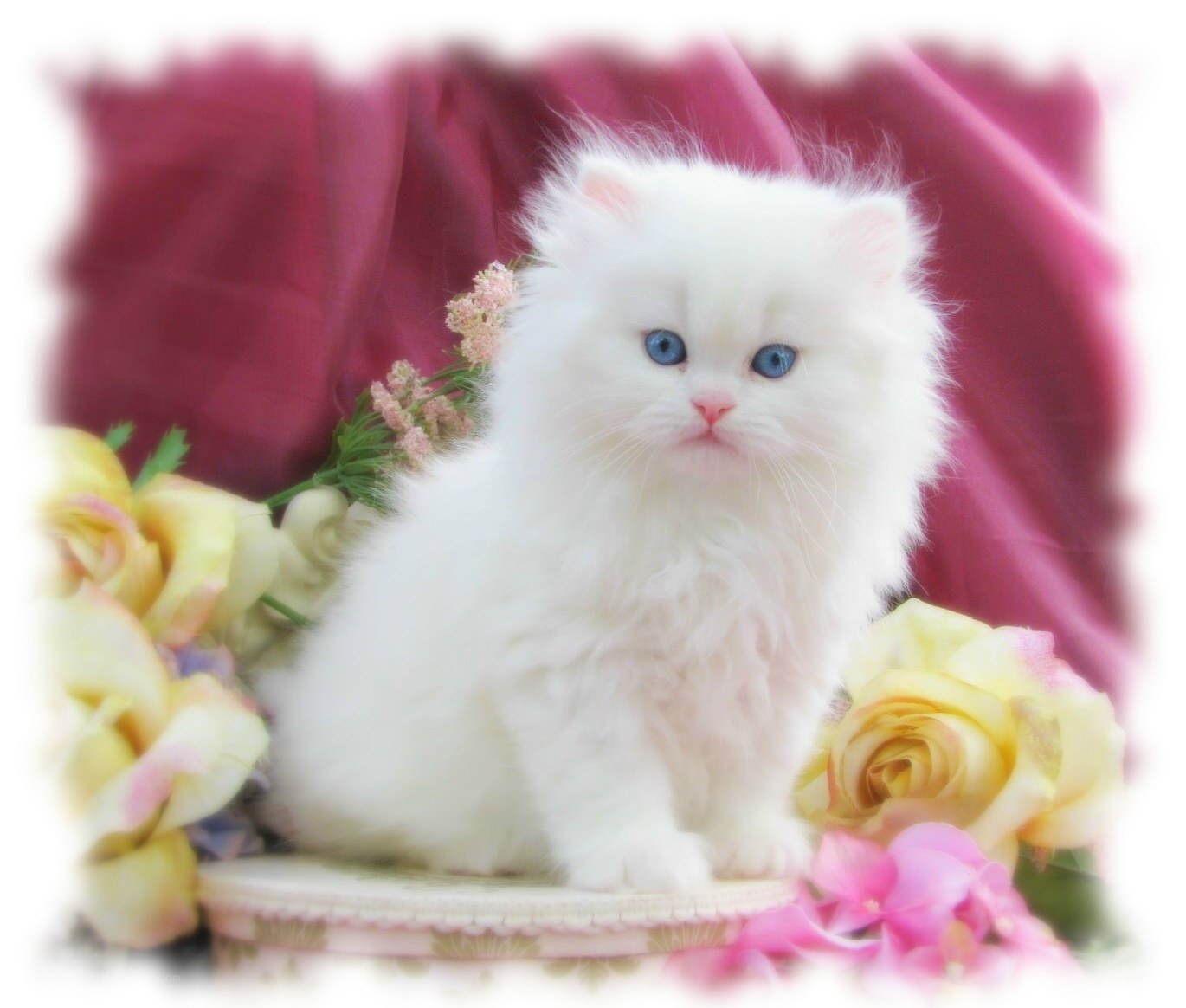 white kitten with blue eyes