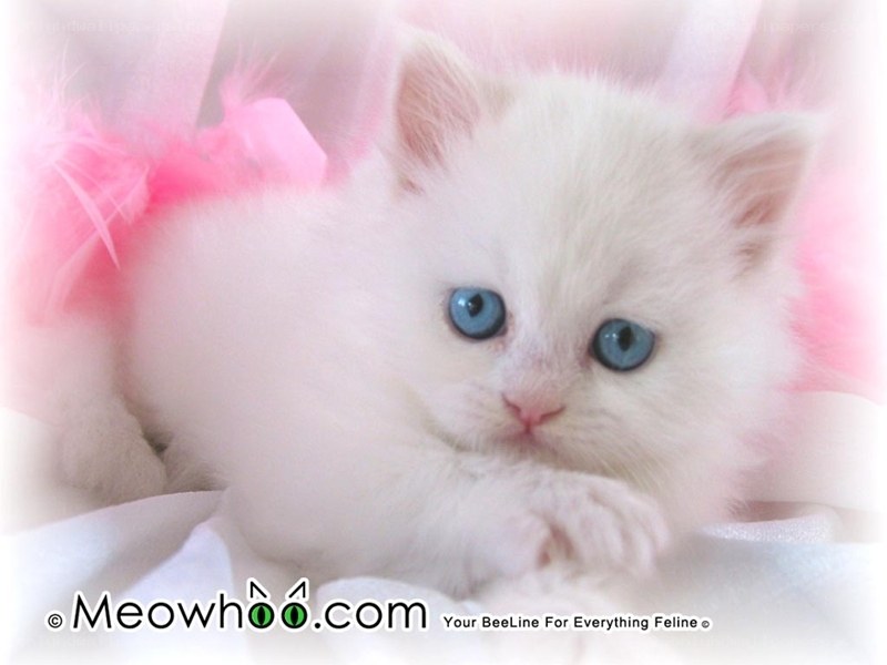 white kitten with blue eyes