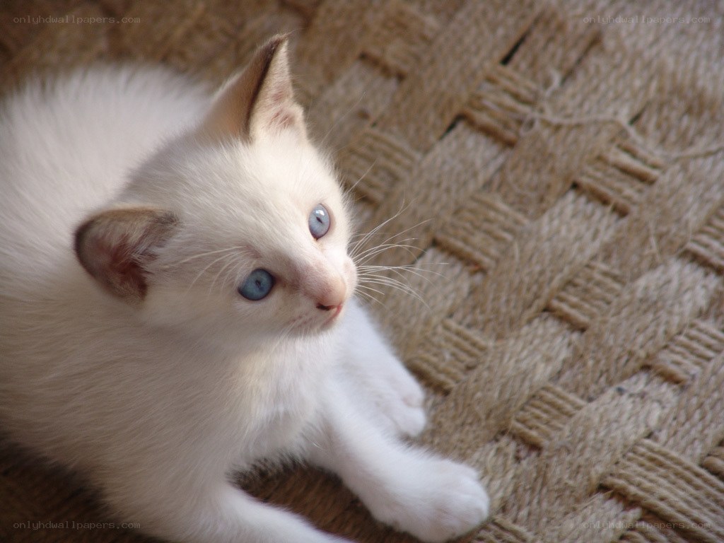 white kitten with blue eyes