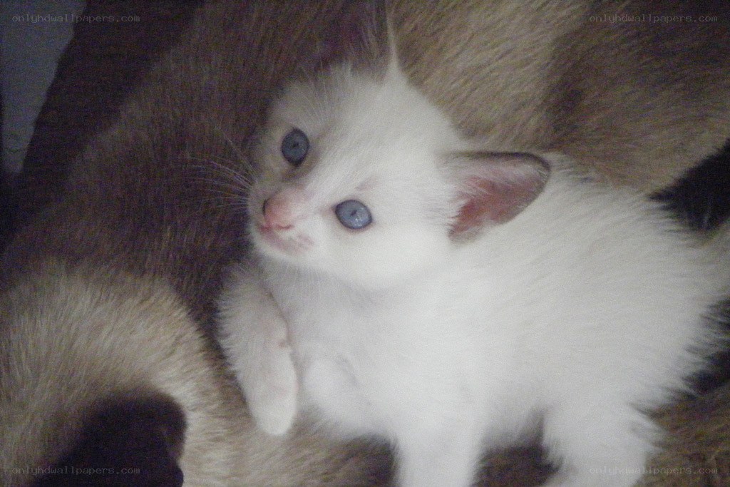 white kitten with blue eyes
