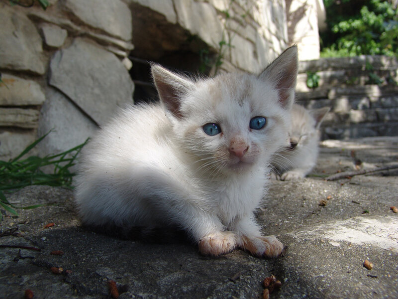 white kitten with blue eyes