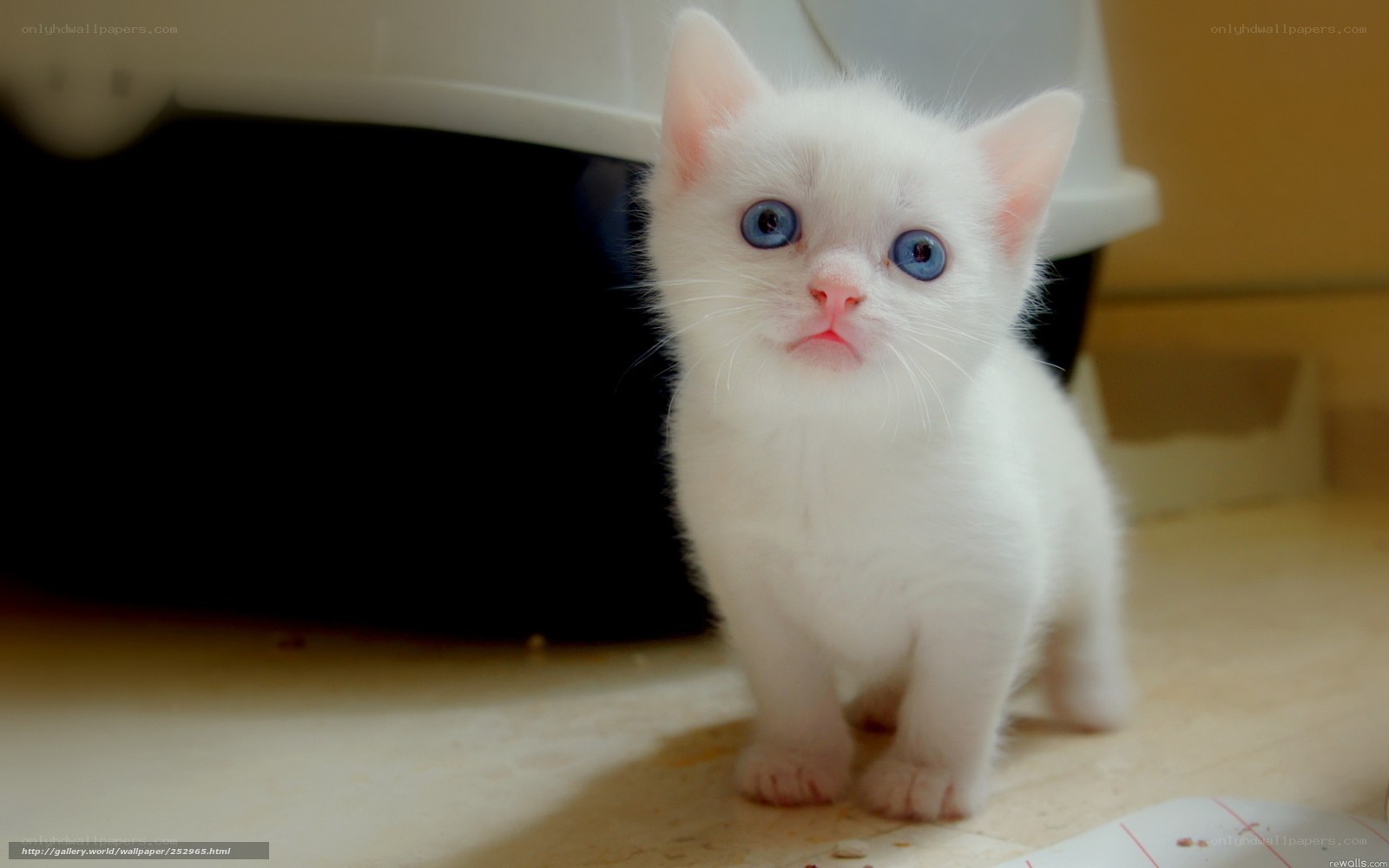 white kitten with blue eyes