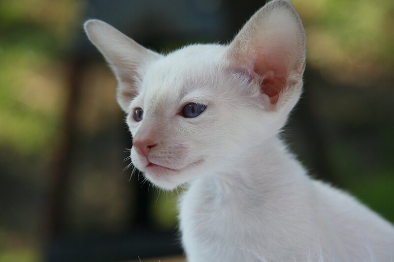 white kitten with blue eyes