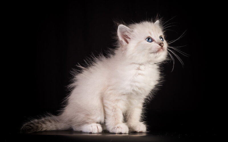 white kitten with blue eyes