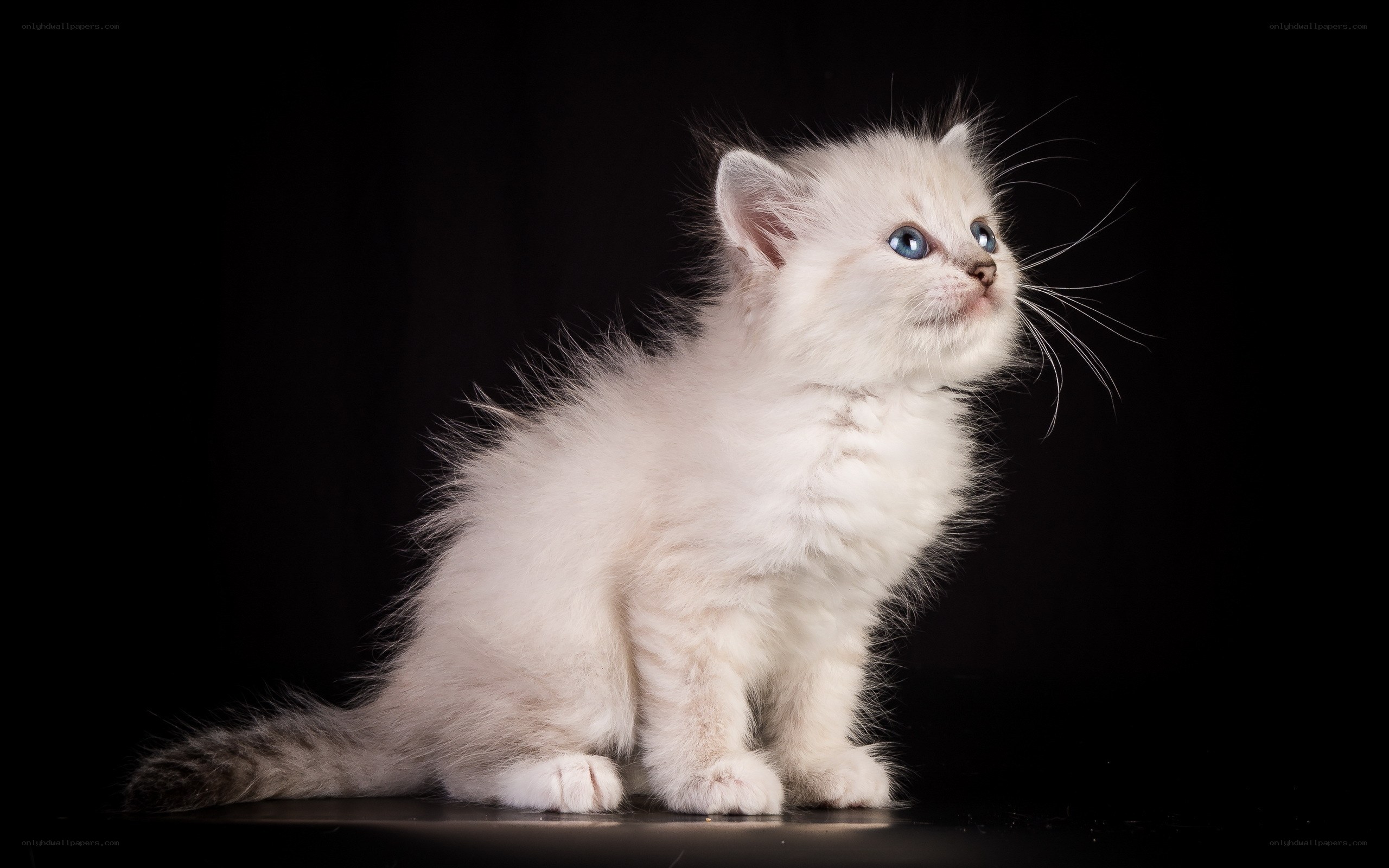 white kitten with blue eyes