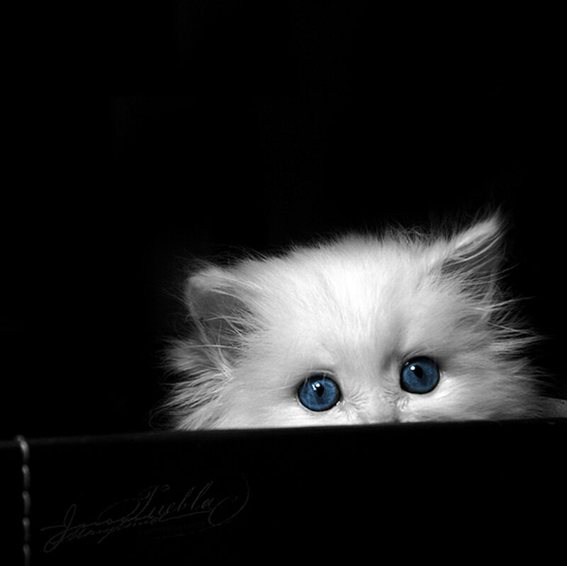 White Kitten with Blue Eyes — Black, Dramatic