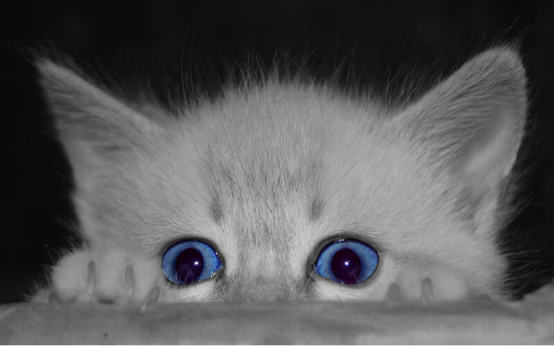 White Kitten with Blue Eyes — Black