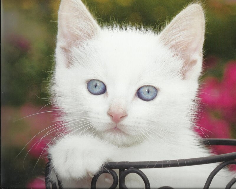 White Kitten with Blue Eyes — Calm, Afternoon, Photograph, Basket, Flowers