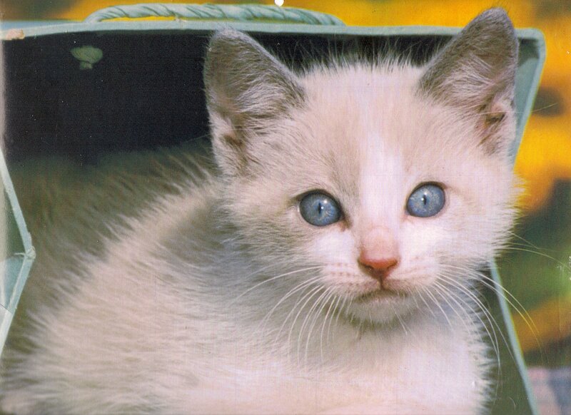 White Kitten with Blue Eyes — Calm, Afternoon, Photograph, Basket
