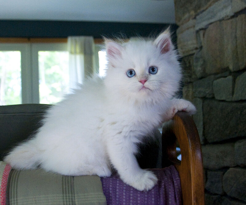 White Kitten with Blue Eyes — Calm, Afternoon, Photograph, Chair