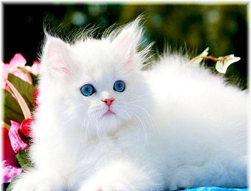 White Kitten with Blue Eyes — Calm, Afternoon, Photograph, Flowers, Greenery