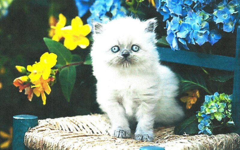 White Kitten with Blue Eyes — Calm, Afternoon, Photograph, Flowers
