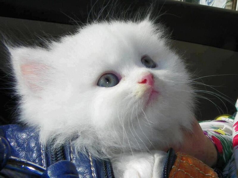White Kitten with Blue Eyes — Calm, Afternoon, Photograph, Person