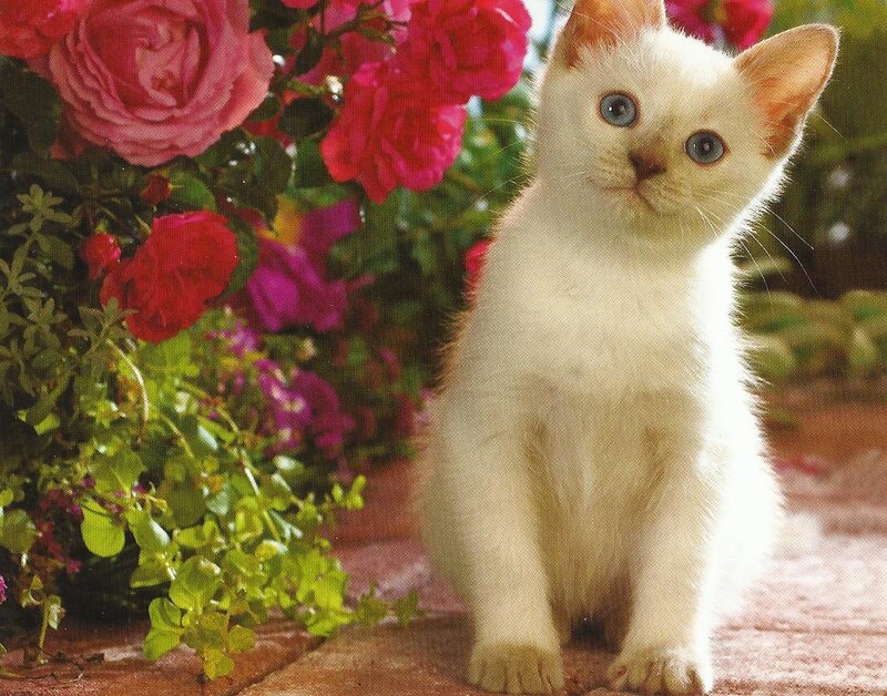 White Kitten with Blue Eyes — Calm, Afternoon, Photograph, Roses