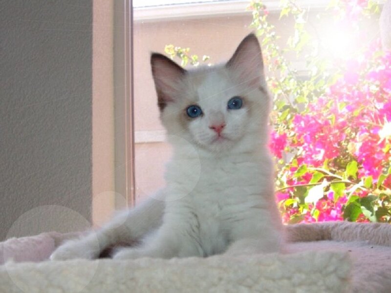 White Kitten with Blue Eyes — Calm, Afternoon, Photograph, Window, Flowers