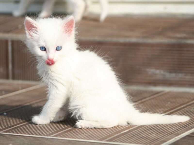 White Kitten with Blue Eyes — Calm, Afternoon, Photograph, Wooden Surface