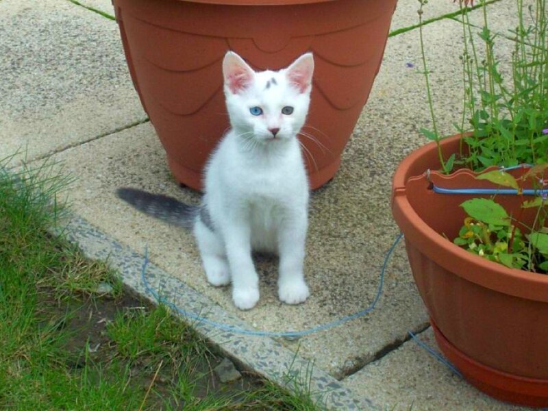 White Kitten with Blue Eyes — Calm, Afternoon