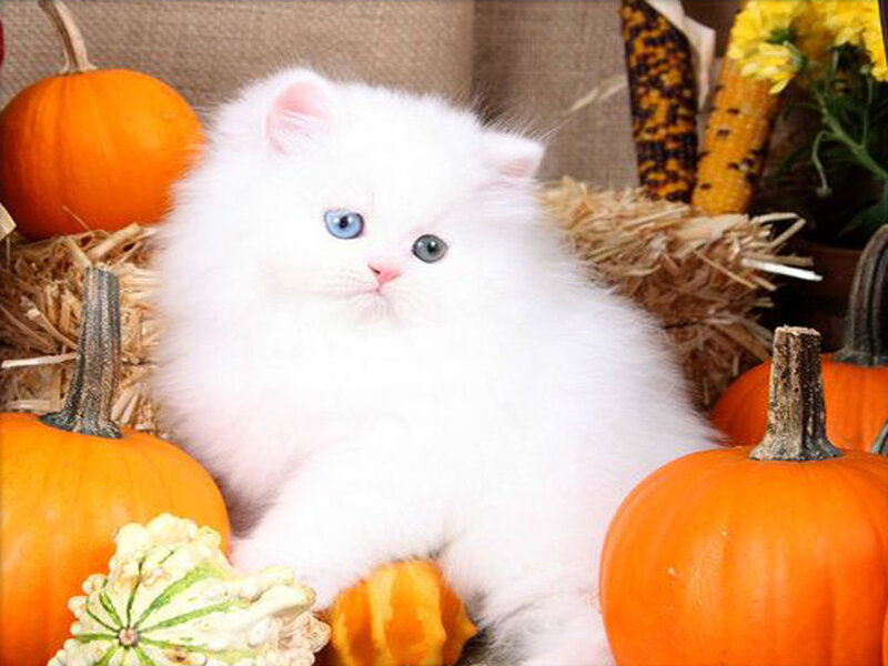 White Kitten with Blue Eyes — Calm, Autumn