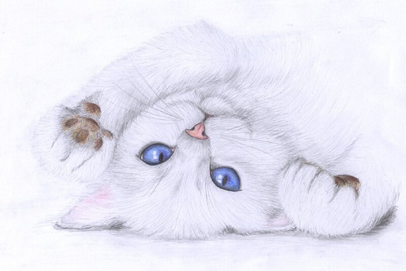 White Kitten with Blue Eyes — Calm, Illustration