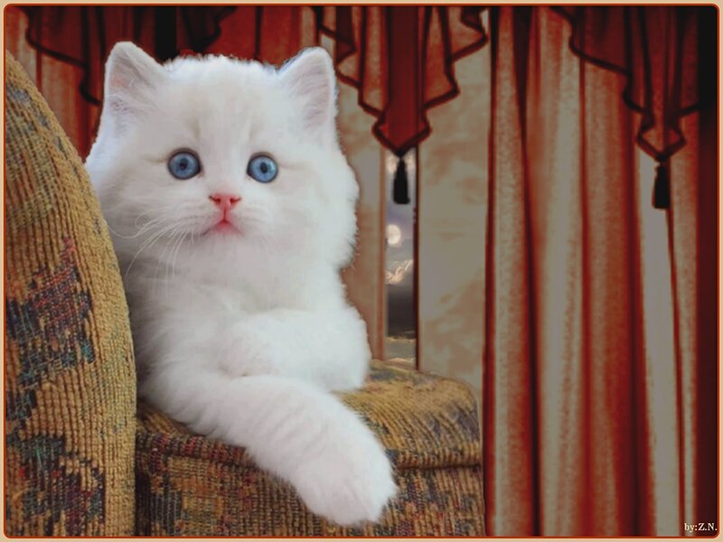 White Kitten with Blue Eyes — Calm, Night