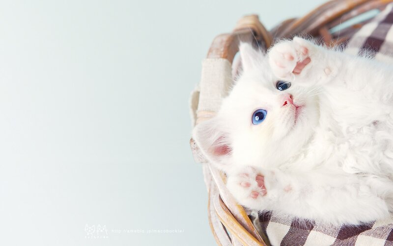White Kitten with Blue Eyes — Calm, Photograph, Basket, Plaid Fabric