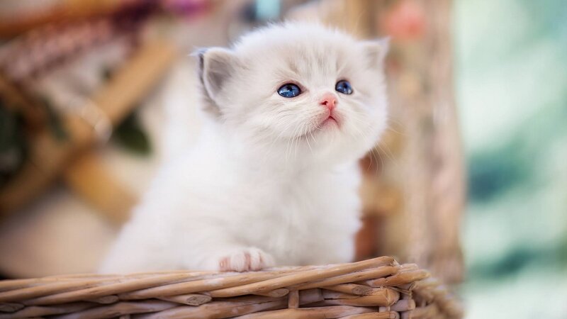 White Kitten with Blue Eyes — Calm, Photograph, Basket, Wooden Structure
