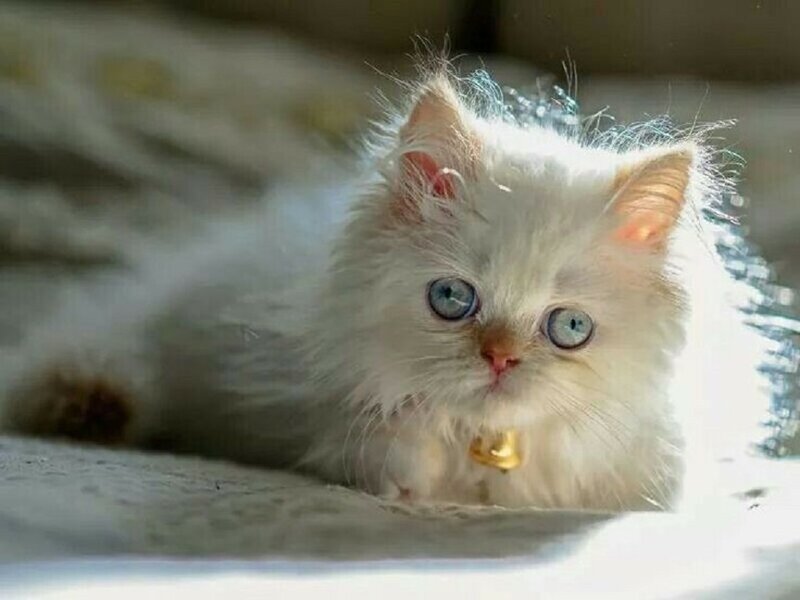 White Kitten with Blue Eyes — Calm, Photograph, Bell