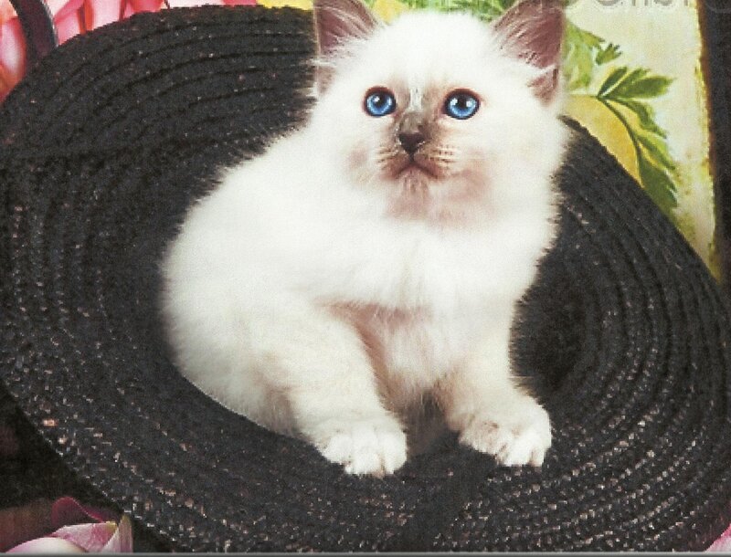 White Kitten with Blue Eyes — Calm, Photograph, Black Hat