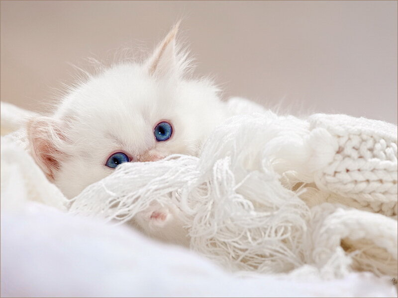 White Kitten with Blue Eyes — Calm, Photograph, Blanket, Knitwear