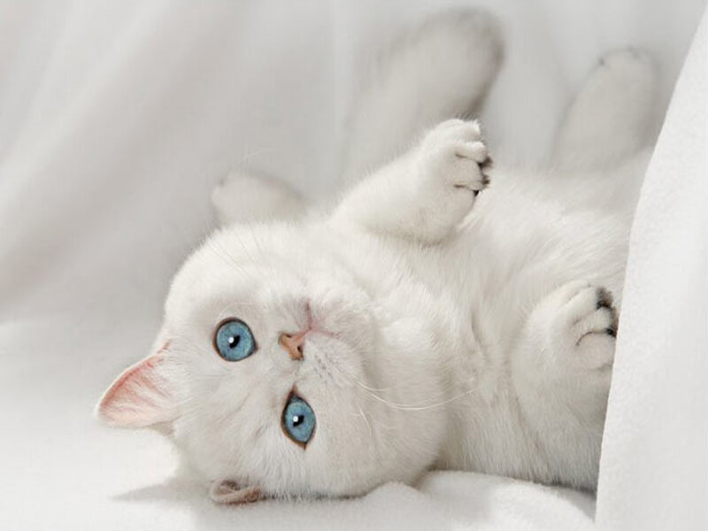 White Kitten with Blue Eyes — Calm, Photograph, Blanket