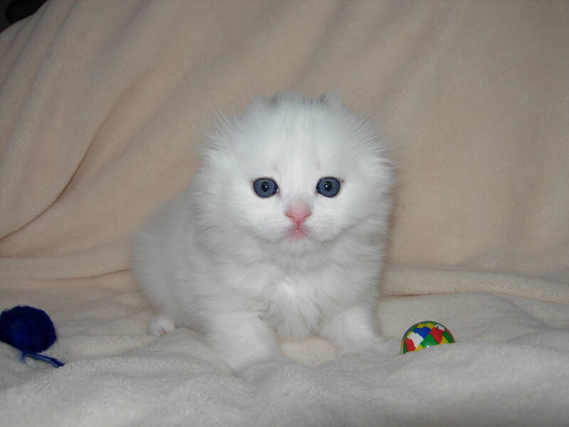 White Kitten with Blue Eyes — Calm, Photograph, Blanket, Toy Ball