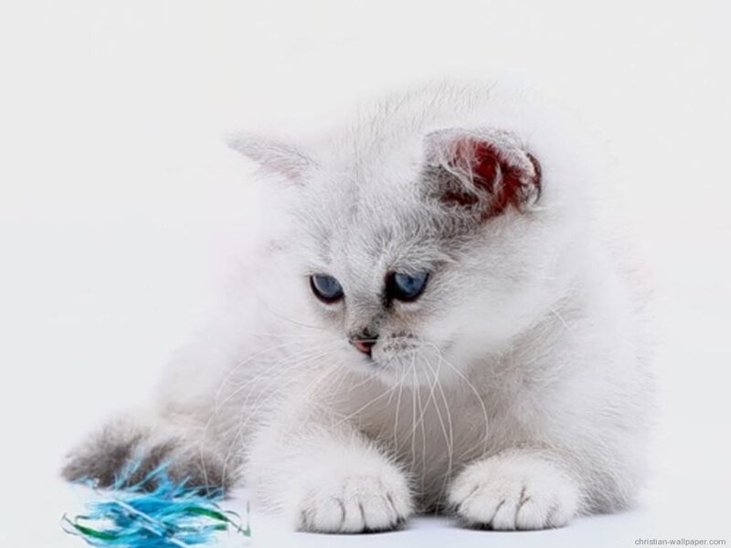 White Kitten with Blue Eyes — Calm, Photograph, Blue Feather Toy