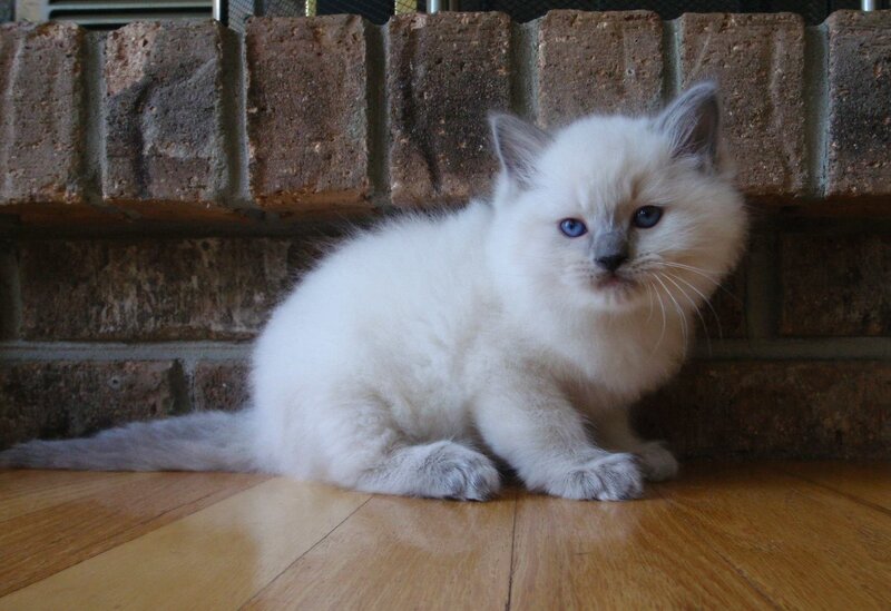 White Kitten with Blue Eyes — Calm, Photograph, Brick Wall