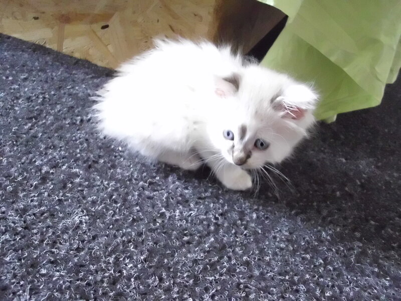 White Kitten with Blue Eyes — Calm, Photograph, Carpet