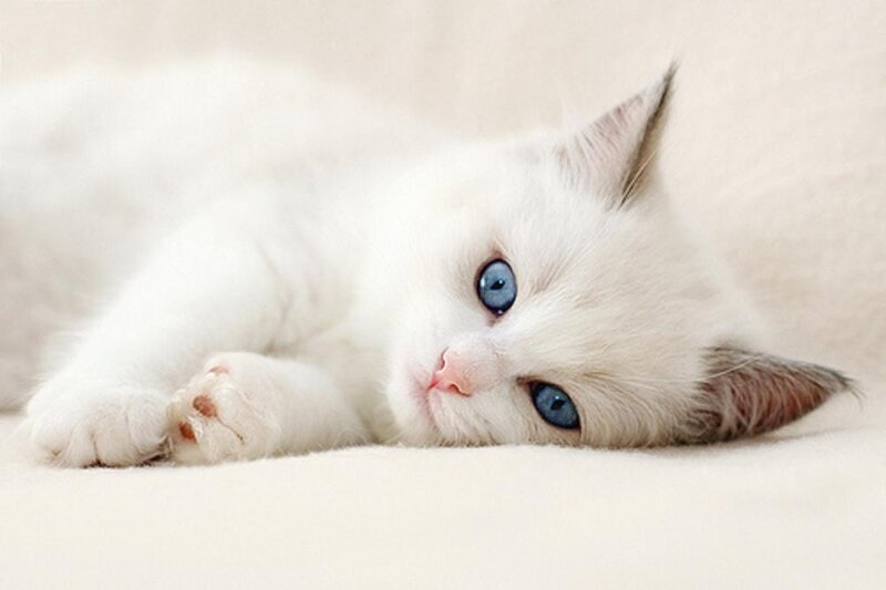 White Kitten with Blue Eyes — Calm, Photograph, Cat